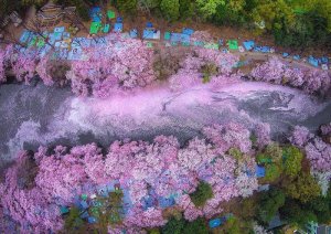 1459638063_cherry_in_japan_01.jpg