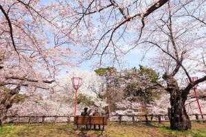 1459638099_cherry_in_japan_11.jpg
