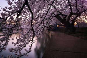 1459638102_cherry_in_japan_13.jpg