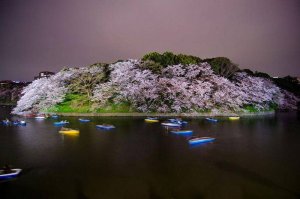 1459638115_cherry_in_japan_16.jpg
