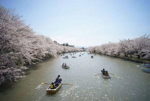 1459638116_cherry_in_japan_05.jpg
