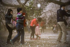 1459638117_cherry_in_japan_15.jpg