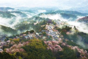 1459638127_cherry_in_japan_03.jpg