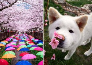 1459638148_cherry_in_japan_09.jpg
